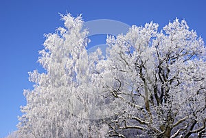 Frosty tree