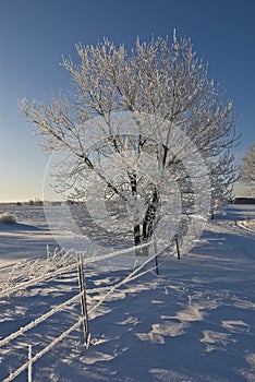 Frosty Tree