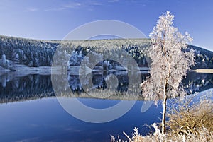 Frosty Tree