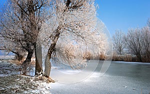 Frosty tree and backwater