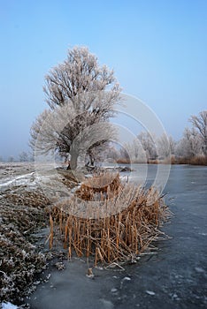 Frosty tree and backwater photo