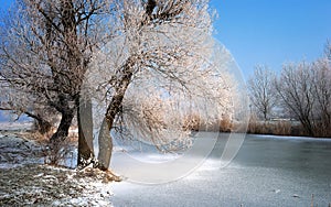 Frosty tree and backwater photo