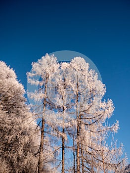 Frosty tree branch with snow in winter on blue sky. Cold weather in the forest. Frosty trees in snowy forest. Frozen trees in  win