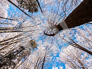 Frosty tree branch with snow in winter on blue sky. Cold weather in the forest. Frosty trees in snowy forest. Frozen trees in win