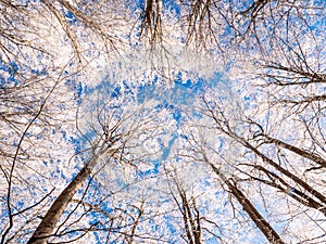 Frosty tree branch with snow in winter on blue sky. Cold weather in the forest. Frosty trees in snowy forest. Frozen trees in  win