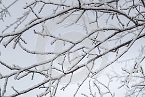 Frosty tree branches with snow in winter form a beautiful pattern against the sky  close-up