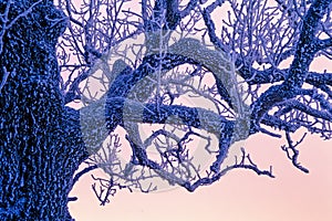 Frosty tree branches in twilight light in a cold winter evening