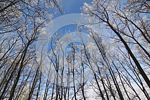 Frosty tree branches