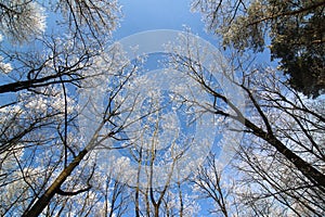 Frosty tree branches