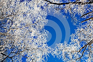 Frosty tree canopy against bright blue sky