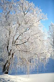 Frosty Tree On A Cold Sunny Winter Day