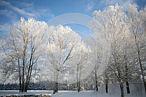 Frosty Tree On A Cold Sunny Winter Day