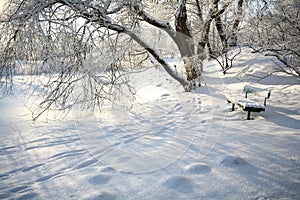 Frosty Tree On A Cold Sunny Winter Day. Bench with snow.