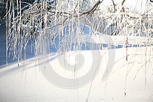 Frosty Tree On A Cold Sunny Winter Day near a frozen river.