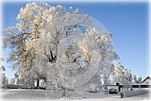 Frosty tree landscape