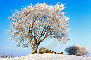 Frosty tree by a passage grave on a hill against a blue sky a cold winter day photo