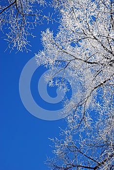 Frosty tree-tops