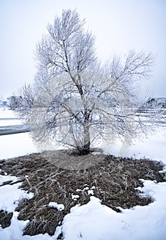 Escarchado un árbol en el invierno 