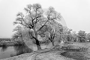 Frosty trees along the river Sajo on a winter day