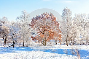 Frosty trees in snowy forest, cold weather in sunny morning