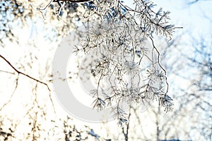Frosty trees in snowy forest, cold weather in sunny morning