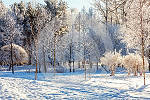 Frosty trees in snowy forest, cold weather in sunny morning