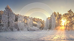 Frosty trees on sunrise with yellow sunlight in winter morning. Snowy winter landscape. Christmas background photo