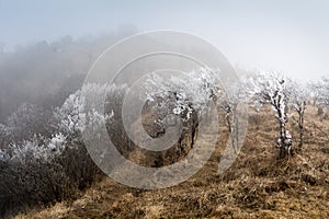 Frosty trees, Tonglu, West Bengal, India