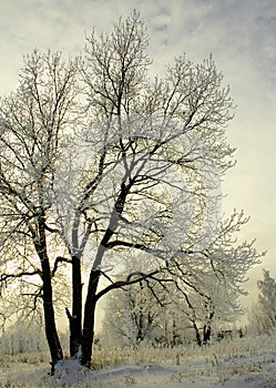 Frosty Trees In Winter