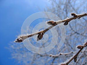 Frosty twig with buds