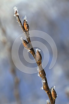 Frosty twig with buds