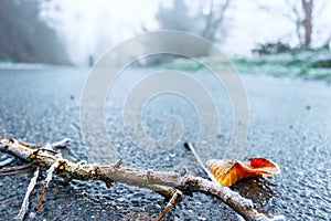 Frosty twig on iced road.