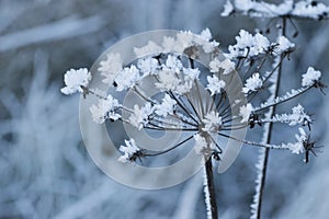 Frosty umbellifer flower photo