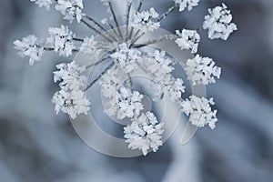 Frosty umbellifer flower photo