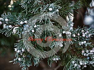 Frosty Utah Juniper Christmas