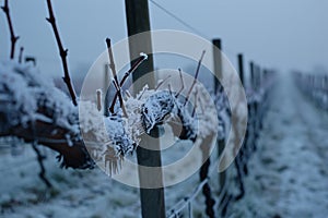 Frosty vineyard on a cold winter morning, serene and quiet