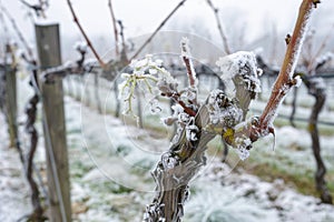Frosty vineyard landscape with frozen plants in winter
