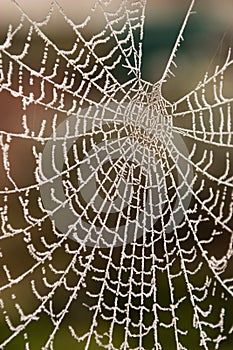 Frosty Web