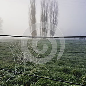 Frosty webs