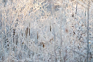 Frosty White Marsh Foliage