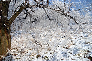 Frosty white winter landscape