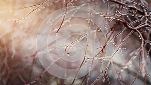 Frosty winter background with iced branches. Copy space.