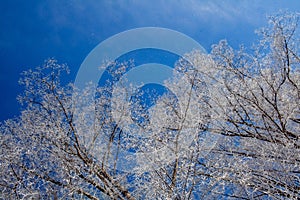 Frosty winter day