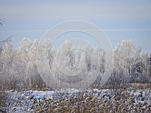 Frosty winter day - birch forest in winter, all trees in hoarfrost