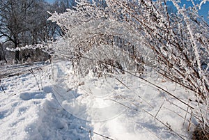 Frosty winter day. The bushes covered with hoarfrost