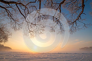 Frosty winter evening. Trees branches with frost on blue sky background.