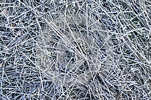 Frosty winter grass closeup