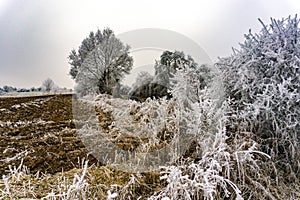 Frosty Winter Landscape