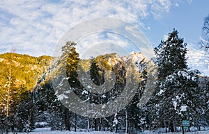 Frosty winter landscape in snowy forest