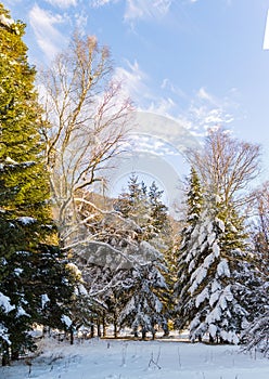 Frosty winter landscape in snowy forest